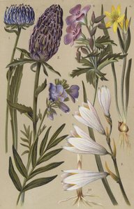 Alpine flora by European School